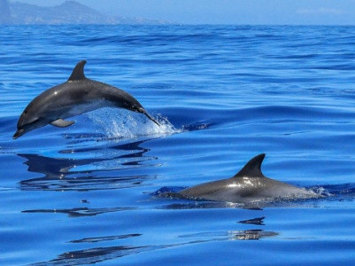 Biologists identifies new subspecies of dolphins