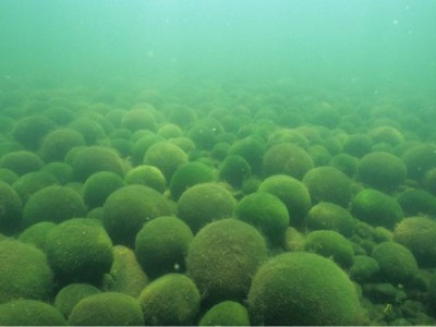 Rare Japanese marimo algae threatened by sunburn due to global warming
