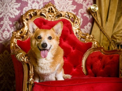 Fate of Elizabeth II's corgi, dorga and cocker spaniel are known