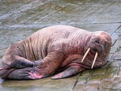Fireworks launch delayed in Scarborough, UK, because of walrus Thor