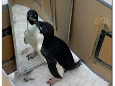 Исследование: пингвины узнают себя в зеркале