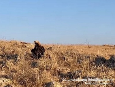 В Армении обнаружен раненый беркут