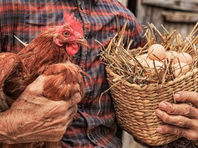 Japan to exterminate about 1 million chickens in one day due to bird flu