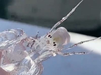 Рыбаки поймали в океане прозрачное существо
