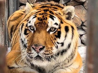 Ереванскому зоопарку подарили тигра