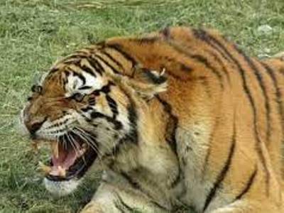 South African authorities are searching for tiger that escaped from private property in Walkerville
