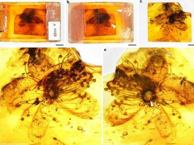 Paleontologists find biggest fossilized flower in Baltic amber