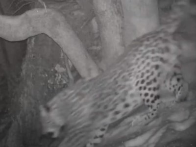 Photo traps again capture leopard out for walk