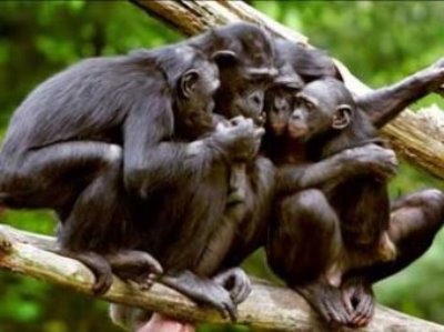 Humans understand many of gestures wild chimpanzees use to communicate