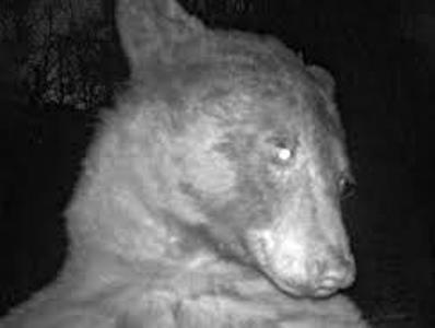 Curious bear cub takes hundreds of selfies