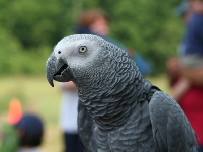 Parrot owner who caused doctor's injury fined more than $90,000