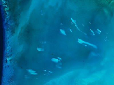 Mysterious white spots regularly appear near Bahamas