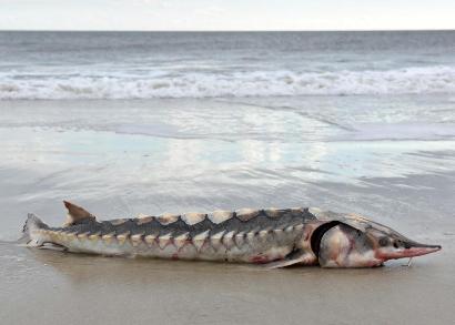Rarest prehistoric sturgeon discovered on East Coast of US