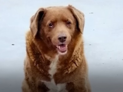 Bobby, a 30-year-old dog, recognized as world's oldest dog