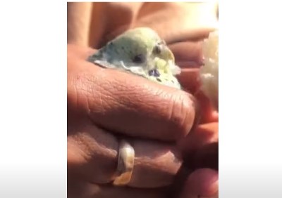 55 hours after quake in Turkey boy with a parrot was pulled out from wreckage