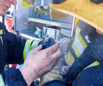 Firefighters rescue two cats from burning house in Yekaterinburg and give them first aid