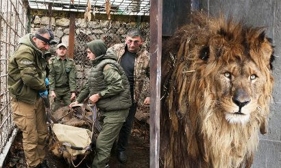 Самого одинокого льва в мире спасли из клетки спустя 15 лет в Армении: он ждет возвращения домой в Южную Африку