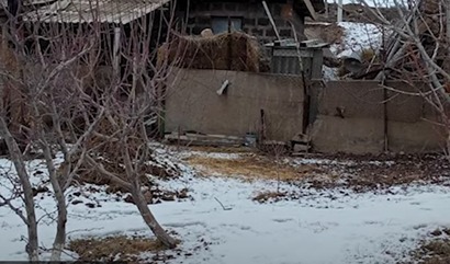 Երևանի 44-ամյա  բնակիչը Մրգաշենից 4 ոչխար էր գողացել եւ վաճառել