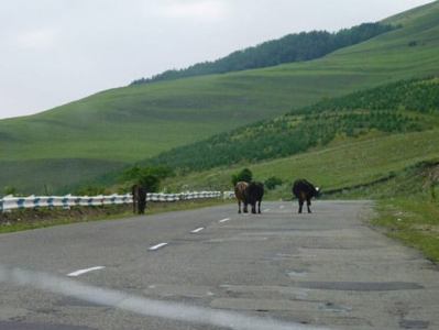 Ճանապարհները վնասելու համար սահմանված տուգանքը կեռապատկվի. Ճանապարհով անասուններ քշելու տուգանքը՝ 15 հազար դրամ