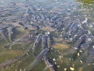 shamshyan.com: Large number of dead fish found in Yerevan small lake