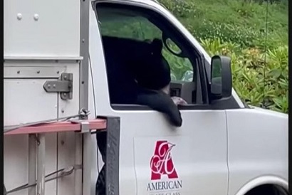 Bear gets into truck, eats driver's food