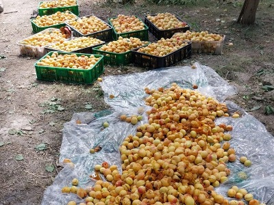 Оппозиционный депутат: Сельчане бьют тревогу в связи с закупкой абрикосов