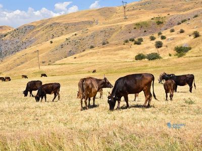 Livestock sector is in much worse situation in besieged Karabakh, agriculture minister says