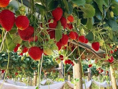 Компанию «ДНК-ТЕХНОЛОГИЯ АМ» освободили от уплаты таможенных пошлин