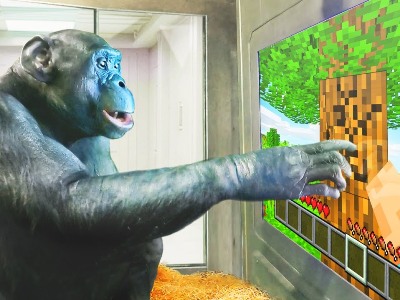 Шимпанзе впервые научили играть в Minecraft