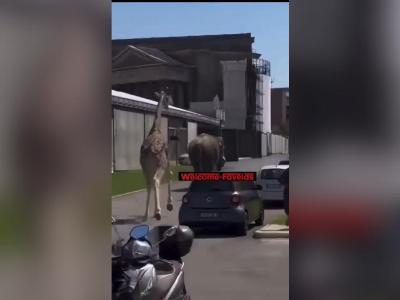 В Риме слон и жираф сбежали с киносъемок