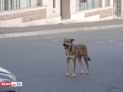 Consequences of blockade by Azerbaijan: Hungry dogs attacking Karabakh residents