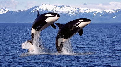 An orca species that helped humans hunt whales for thousands of years may now be extinct
