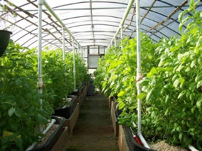 «Փաստ». Ծանր վիճակ ջերմոցային տնտեսություններում. ի՞նչ բացասական սպասումներ են առկա