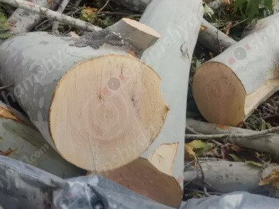 Լարված իրավիճակ Երևանում. հյուրանոց կառուցող անձը հատել է Կարմիր գրքում գրանցված ծառեր