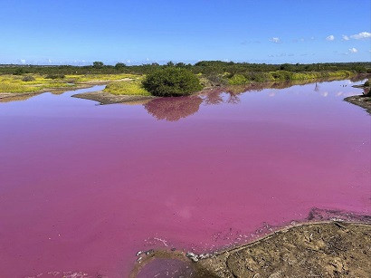 Pond in Hawaii turns bright pink
