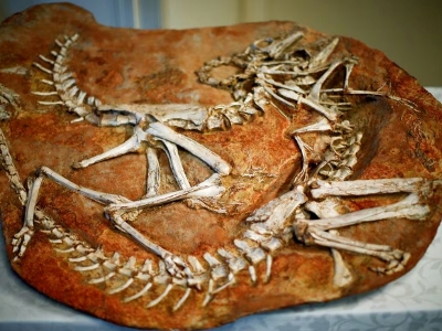 Mongolia calls on UK, other countries to return its cultural artifacts