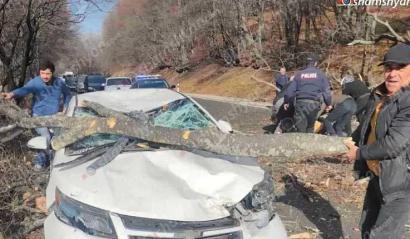 В Лори дерево рухнуло на проезжавший по дороге автомобиль