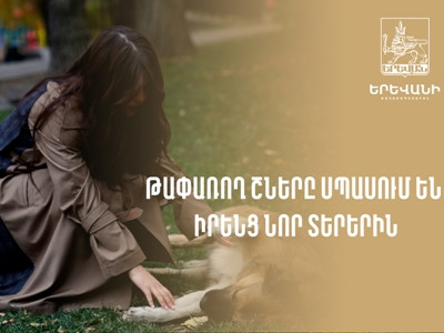 «Կենդանիների խնամքի» շները սպասում են խնամակալության. Քաղաքապետարանի տեսանյութը