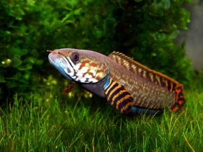Biologists publicize list of animals that threaten Earth's biodiversity