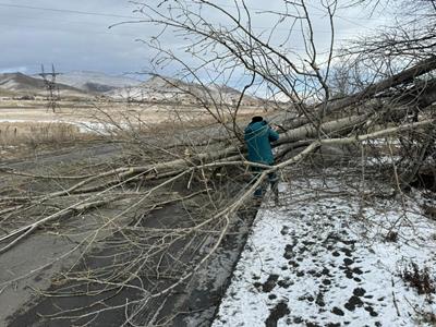 На автодороге Спитак-Ванадзор на два автомобиля рухнуло дерево