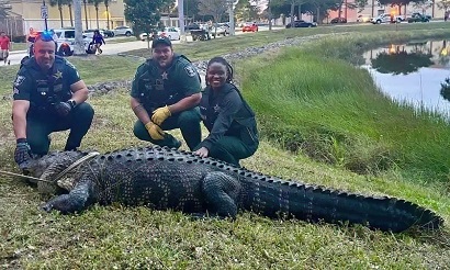 3.6m alligator decides to walk into busy shopping mall in Florida