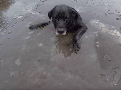 Woman goes missing beneath ice while trying to save dog from river in Alaska