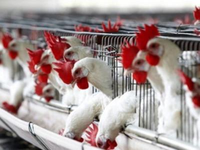 Russia plans to ban poultry transit from US to Kazakhstan
