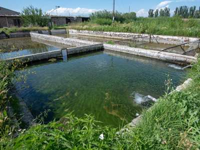 Հայաստանում միայն դեկտեմբերին 14 ձկնաբուծարանի գործունեություն է կասեցվել. ՍԱՏՄ ղեկավար