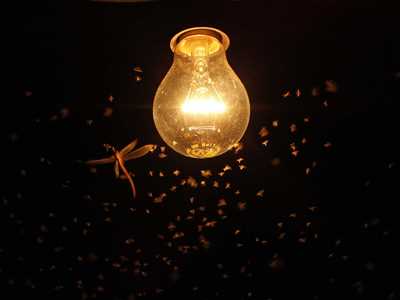 Researchers discover why flying insects are attracted to light at night