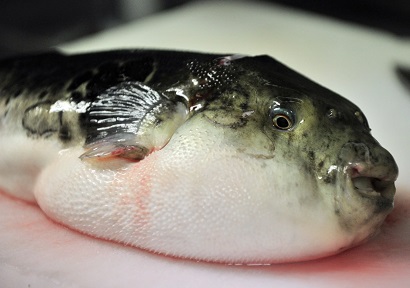 Man cooks, eats a poisonous pufferfish that was gifted to him with friend, dies 35 days later from its poison