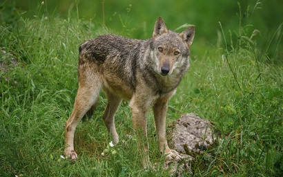 Well-known Italy town under threat of massive invasion of wolves