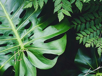 Looking at plants reduces negative emotions, psychologists say