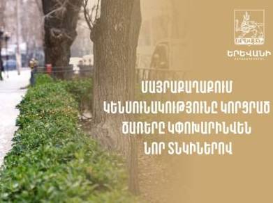 Մայրաքաղաքում կենսունակությունը կորցրած ծառերը կփոխարինվեն նոր տնկիներով (վիդեո)