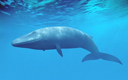 Researchers determine heaviest animal on Earth